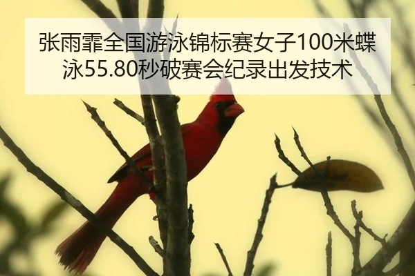 zhang-yu-fei-quan-guo-you-yong-jin-biao-sai-nv-zi-mi-die-yong-miao-po-sai-hui-ji-lu-chu-fa-ji-shu-2-476.jpg